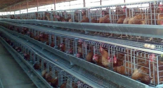 Welded Mesh Container for Poultry Breeding