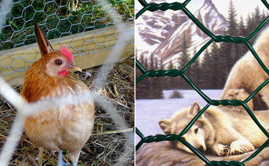 Poultry Fencing PVC Coated Galvanized Mesh Trellis