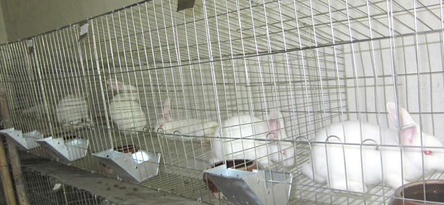 Rabbit Breeding Wire Basket Containers