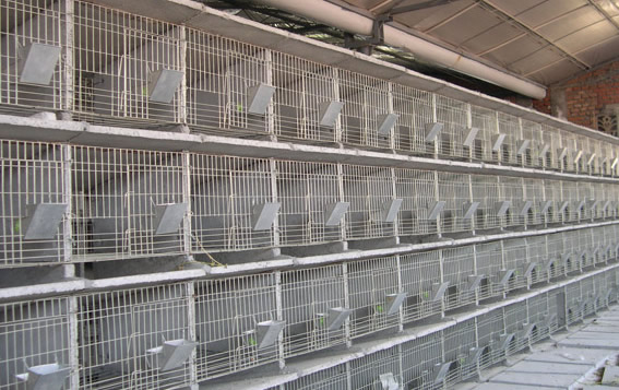 Metal Wire Containers for Poultry Farms