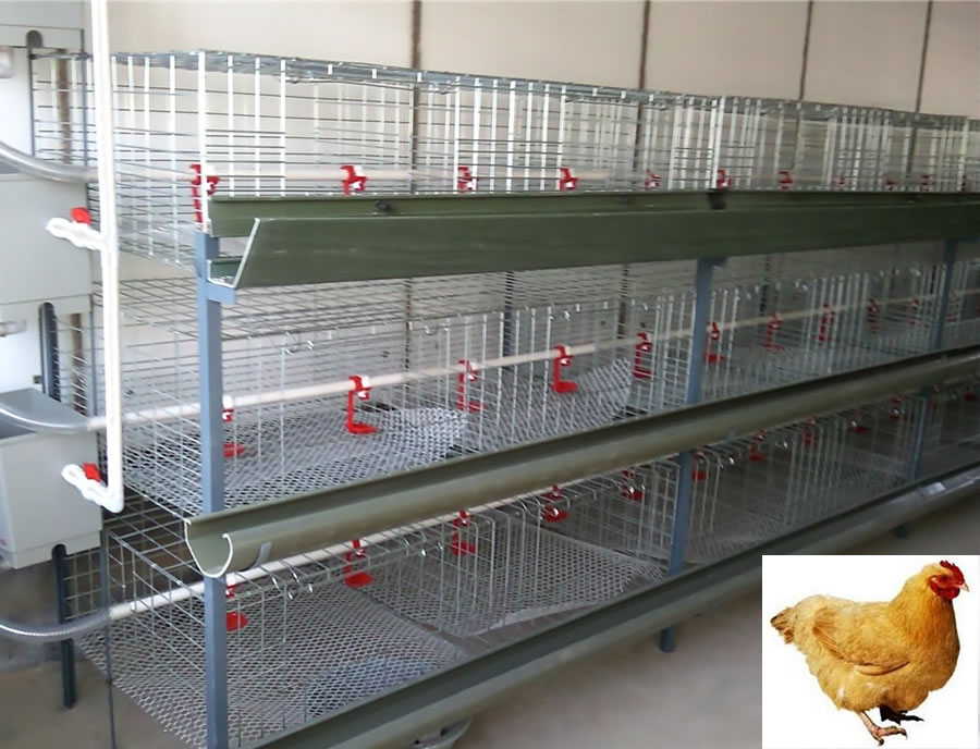 Egg Chicken Coop For Layer Poultry Farm